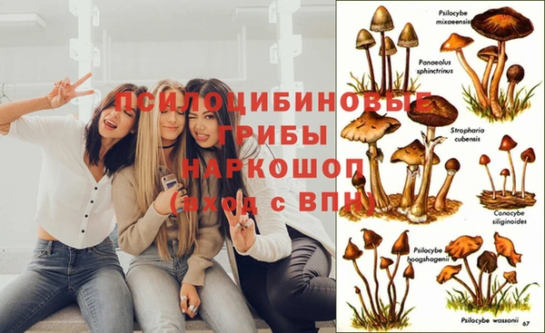 сатива Вязьма